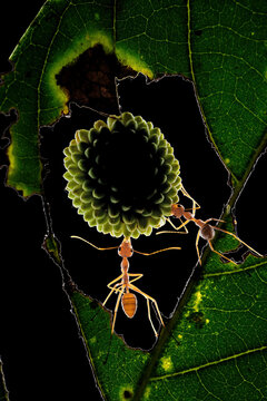 Ants carrying fruit on leaf