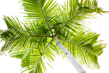 plam tree on white background. coconut leaves.