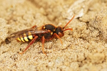 Closeup on a colorful red female Lathbury's nomad cuckoo bee, Nomada lathburiana sitting in the sand