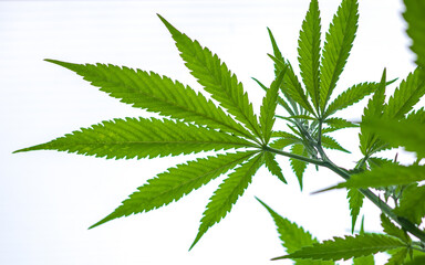 Marihuana leaves on white background. Cannabis plant