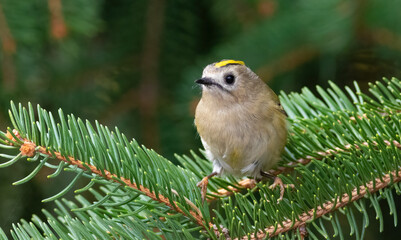 Goldcrest, Regulus regulus. Close-up of a small bird