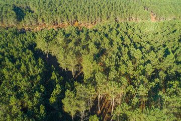aerial drone view of a pine forest at sunrise