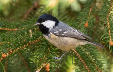 Coal tit, Periparus ater. A bird sits on a spruce branch