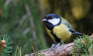 Great tit, Parus major. A bird sits in a fir tree