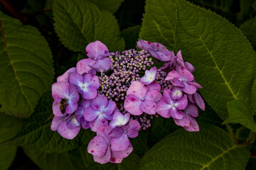 Park der Gärten in Bad Zwischenahn