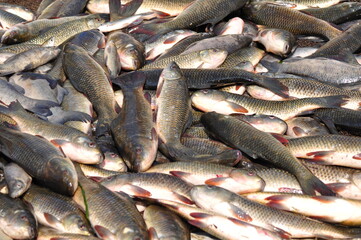 Fish closeup