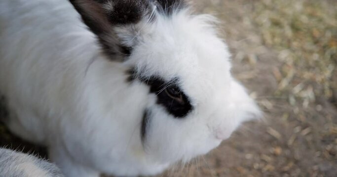 Hasen im Hasengehege