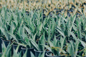 Botanical green background of agave cactus leaves in pots