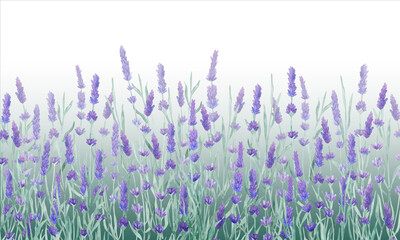 Lavender flowers meadow with gradient on white background. Postcard design template. Watercolor botanical illustration.