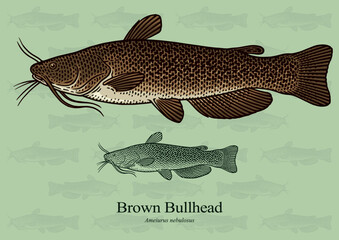 Brown Bullhead. Vector illustration with refined details and optimized stroke that allows the image to be used in small sizes (in packaging design, decoration, educational graphics, etc.)