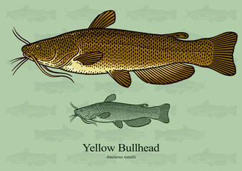Yellow Bullhead. Vector illustration with refined details and optimized stroke that allows the image to be used in small sizes (in packaging design, decoration, educational graphics, etc.)