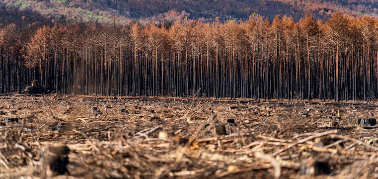 Machine working on burnt pine tree forest