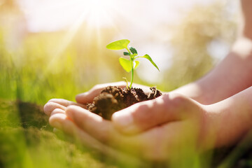 Child's hands holdingprout of a young plant.