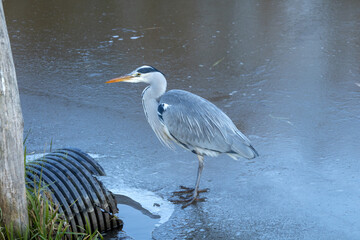 A gray heron stands on the ice of a frozen river near melted water for a watering hole
