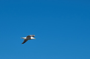 Close-up of a seagull in flight against a clear blue sky