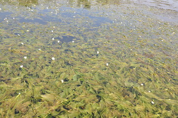 Aquatic weed