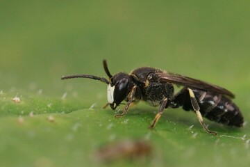 Closeup on a small White-jawed Yellow-face Bee, Hylaeus confusus sitting on a green leaf