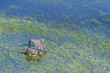 Aerial shot of a group of Zebras, Equus quagga chapmani, grazing in the Okavango delta, Botswana.