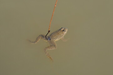 Fishing bait