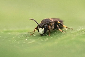 Closeup on a small White-jawed Yellow-face Bee, Hylaeus confusus sitting on a green leaf