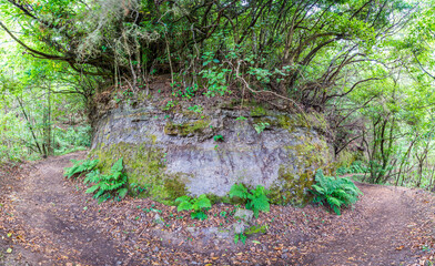 Panoramic view of u-shape curve in the rainforest track