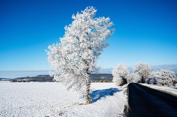 Der erste Schnee und Frost - ein mit Raureif bedeckter Straßenbaum in einer schneebedeckten...