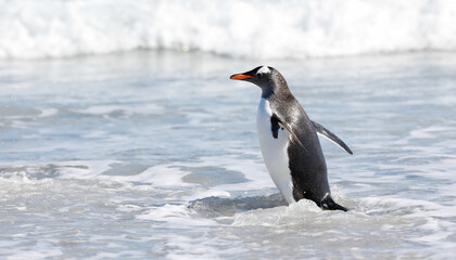Gentoo penguin walking in the breaking waves. Falklands.