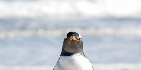 Close up photo of a gentoo penguin looking in the camera. Falklands.
