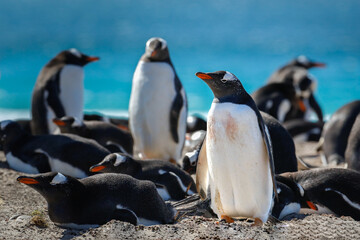 A group of gentoo penguins setting in the nesting area. Falklands.