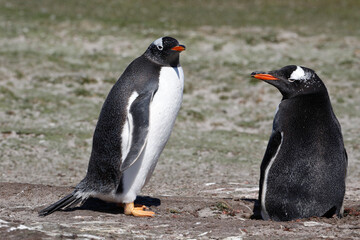 A pair of gentoo penguins one the nest. Falklands.
