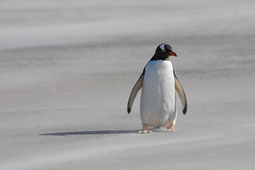 A close up portrait of a single gentoo penguin on a sandy beach. Falklands, Antarctica.