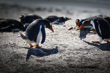 Gentoo penguin trying to steal a stone from a nearby nesting pair. Falklands.