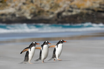A group of three gentoo penguins walking on a sandy beach. Falkdlands, Antarctica.
