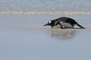 A single gentoo penguin lying in the water on a sandy beach. Falklands, Antarctica.