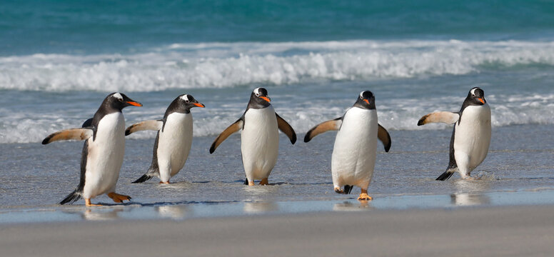 A group of five gentoo penguins walking on a sandy beach. Falkdlands, Antarctica.