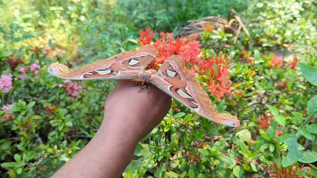 a mature, aged and large atlas moth in the garden shivering and trying to balance and walk on a human hand 