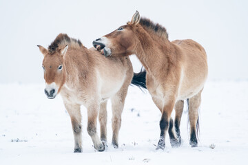 Fototapeta na wymiar Two Przewalski's horses walking through the winter landscape. One horse is nibbling the other. Snow with mongolian horse.