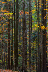 Fototapeta premium beautiful autumn beech forest. Carpathians in Ukraine. Dovbush rocks