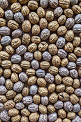 Walnuts . Background of golden and silver nuts. Background of walnuts