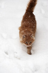 A yellow cat walks on white snow. winter bad weather