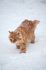 A yellow cat walks on white snow. winter bad weather - 555890659