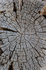 Fototapeta premium Abstract texture of tree stump, crack wood ancient, Cracked wood texture background