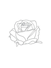 Vector Rose Flower Sketch