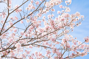 春の青空と桜の木