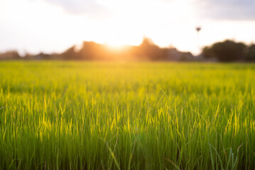 Fototapeta na wymiar Rice fields in a beautiful sunset.