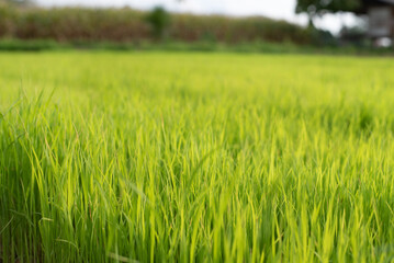 Growing young green rice seedlings in agricultural fields Agricultural scene with rice tops in the soil.