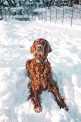 Active happy Irish Setter dog playing in the snow on the nature in winter park in freezy winter time. Friendship and love. 