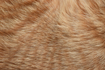 Ginger cat fur texture background.  Pet hair texture background.