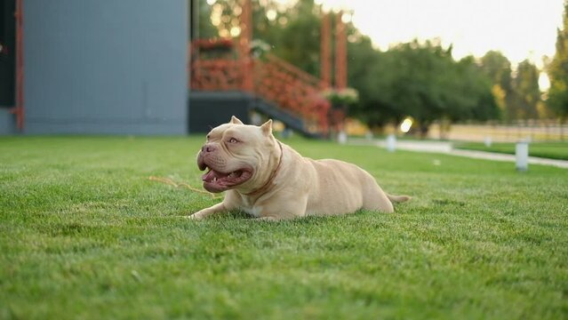 Cute teenage american bully puppy lies on the grass for a walk in the park in summer. Love for pets.