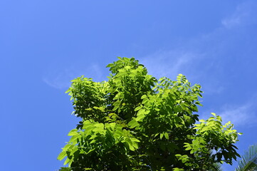 Fototapeta premium Young mango tree against the blue sky on a bright sunny day.